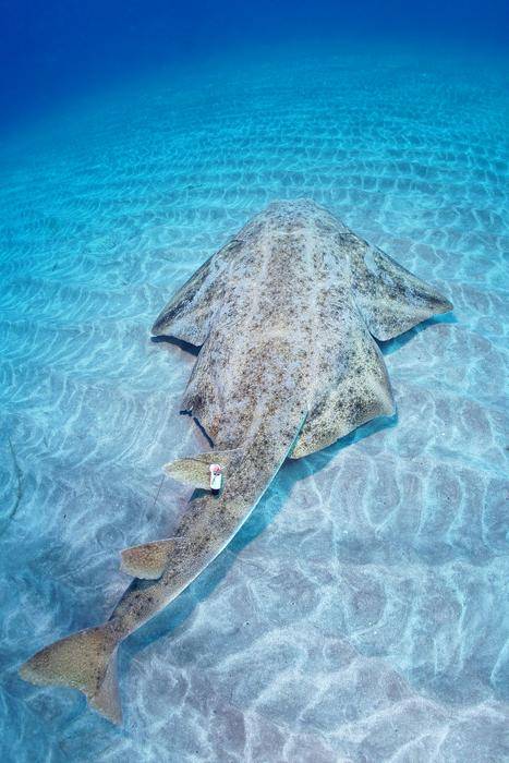 연구팀이 부착한 음향 추적기를 달고 이동 중인 전자리상어의 모습. Michael J Sealey 제공.