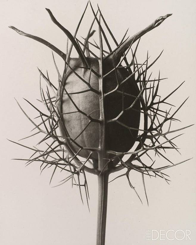 ‘Nigella Damascena Spinnenkopf’(1932).