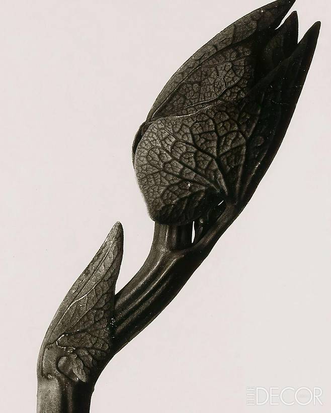 ‘Aristolochia Clematitis’(1928).