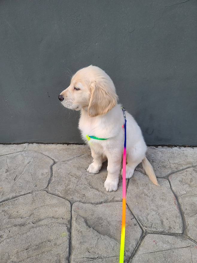 KakaoTalk_20250717_143301406_09.jpg 우리집 인절미 보고 가실래요?