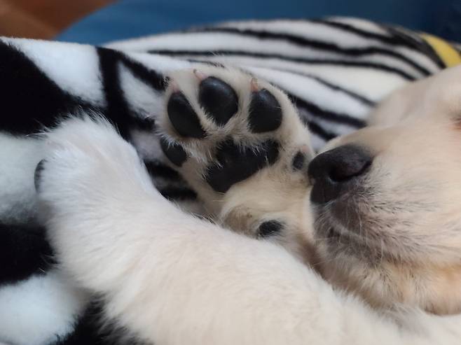 KakaoTalk_20250717_143301406_03.jpg 우리집 인절미 보고 가실래요?