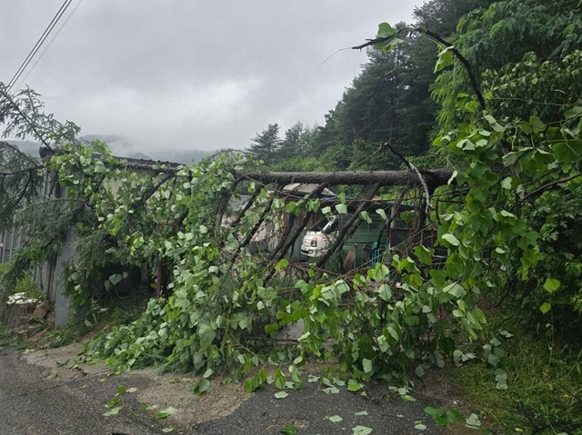 ▲ 17일 오전 5시 58분쯤 춘천시 동산면에서 나무가 쓰러져 소방당국이 조치했다. 강원소방본부 제공
