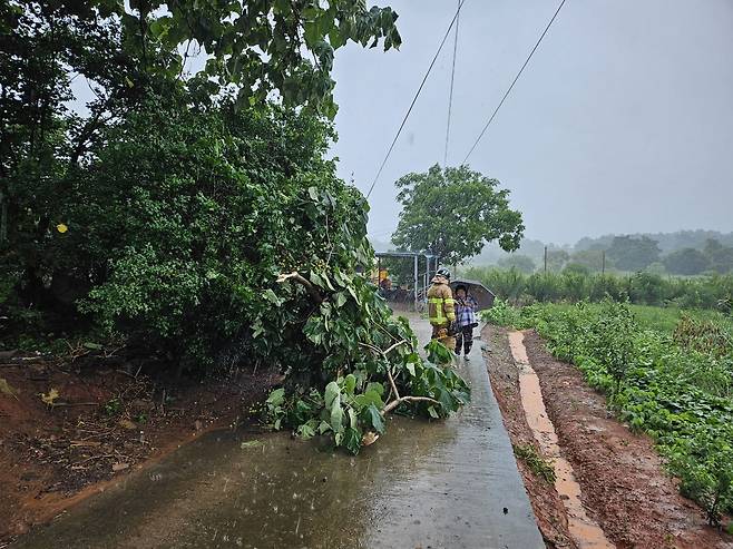 호우경보가 발효된 17일 오전 나주 한 도로에 나무가 쓰러져 있어 소방 당국이 조치하고 있다. 전남 나주소방서 제공
