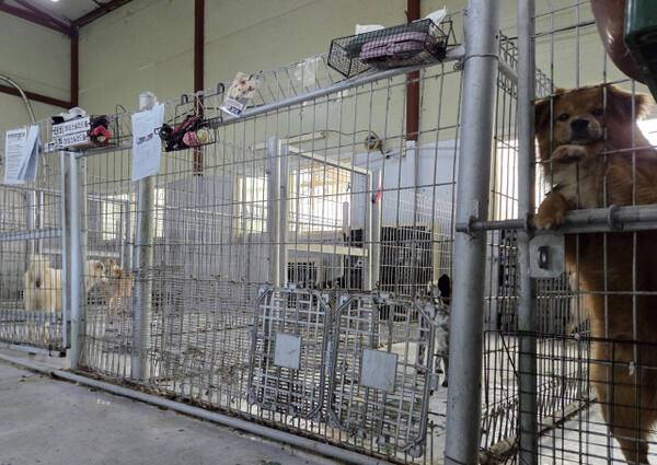 인천 계양구 다남동에 있는 인천시수의사회 유기동물 보호소에서 보호 중인 수십 마리의 개와 고양이 등 유기동물들이 바닥에 배설물이 쌓여 있는 좁은 철창 안에 갇혀있다. 박귀빈기자