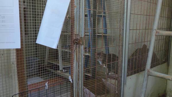 인천 계양구 다남동에 있는 인천시수의사회 유기동물 보호소에서 보호 중인 수십 마리의 개들이 좁은 철창 안에 갇혀있다. 철창 안 바닥에는 배설물이 쌓여 파리가 날아다니는 등 열악한 환경이다. 박귀빈기자