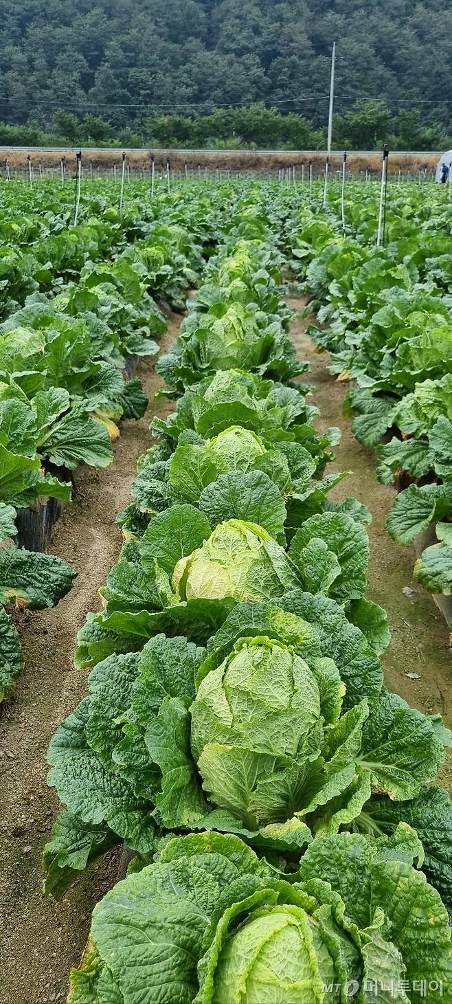 강원도 평창에서 시험 재배중인 배추 신품종 '하라듀' /사진=농촌진흥청