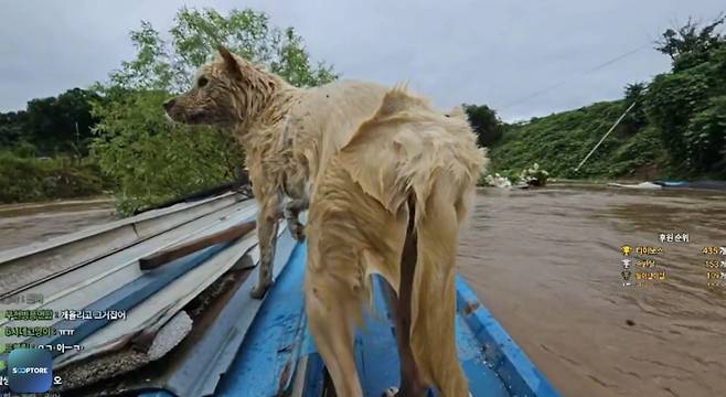 온라인 스트리머 애견이 17일 기록적인 폭우가 내린 충남 서산을 찾아 수해 상황을 전달하는 실시간 방송을 했다. 사진은 이날 이 스트리머가 수해 현장에서 구출한 강아지./사진=온라인 스트리머 애견 방송화면 캡쳐.