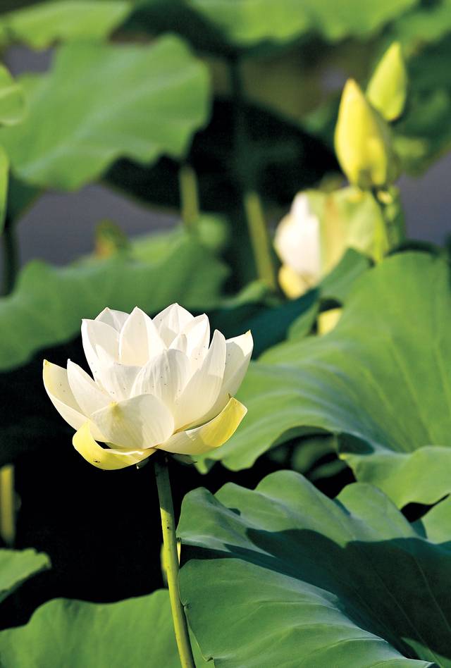 회산백련지에 만개한 백련. 맑고 깨끗한 순백의 연꽃에서 단아함과 품격이 느껴진다.