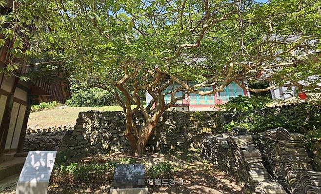 명부전 옆 배롱나무