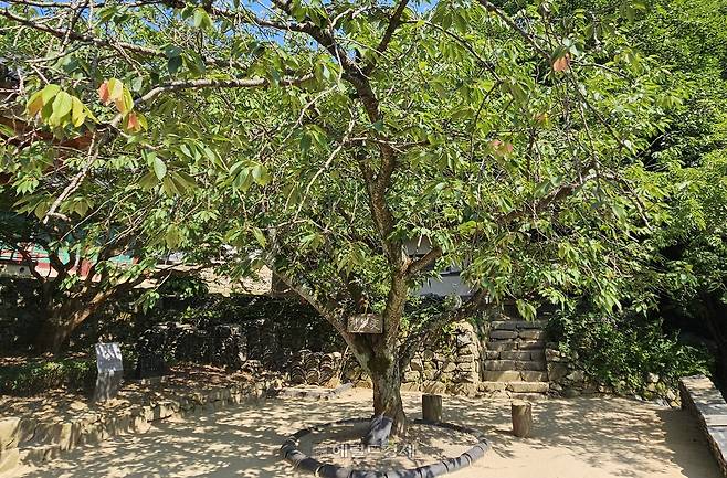 명부전 앞마당 청벚꽃 나무