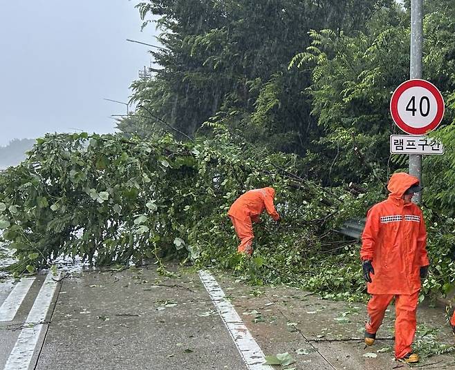 [담양=뉴시스] 17일 오전 전남 담양군 한 고속도로에 나무가 쓰러져 있어 소방 당국이 안전 조치를 진행하고 있다. (사진=전남도 소방 제공) 2025.07.17. photo@newsis.com *재판매 및 DB 금지