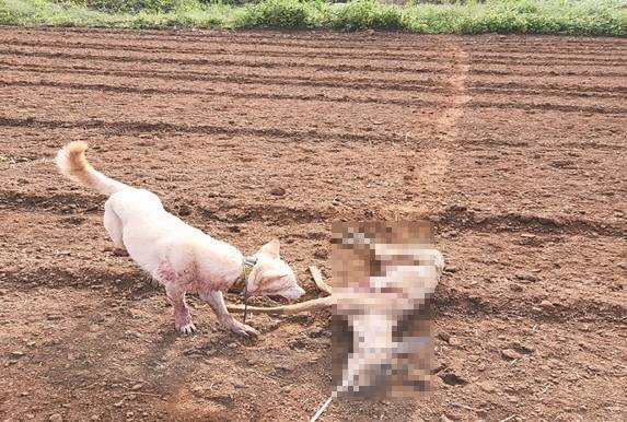 노루 사체로 사냥개를 훈련하는 장면. 제주도 자치경찰단 제공