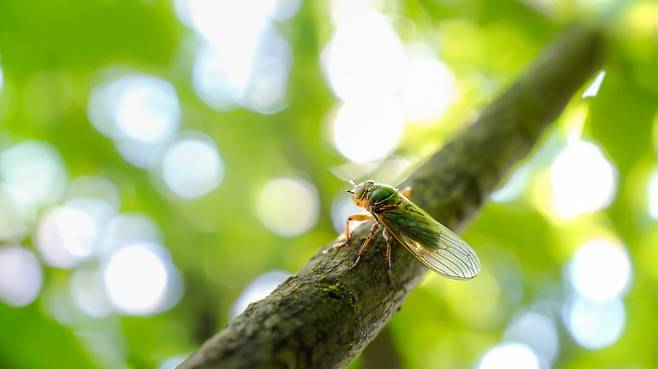 매미 이미지. 아이클릭아트