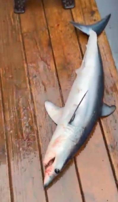 강원 고성 앞바다에 출몰한 청상아리 - 17일 오전 9시 55분께 강원 고성군 현내면 대진항 동쪽 약 3.7㎞(2해리) 해상에서 한 낚시객의 낚싯대에 상어가 건져 올라왔다. 2025.7.17 속초해양경찰서 제공