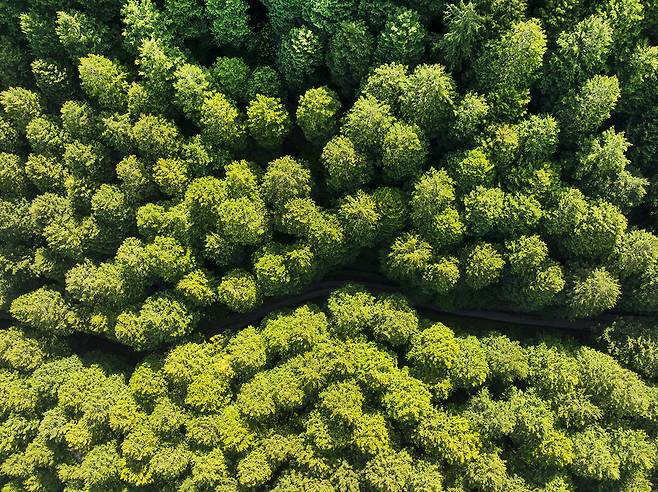 축령산 편백숲 드론샷. 사진제공|승우여행사