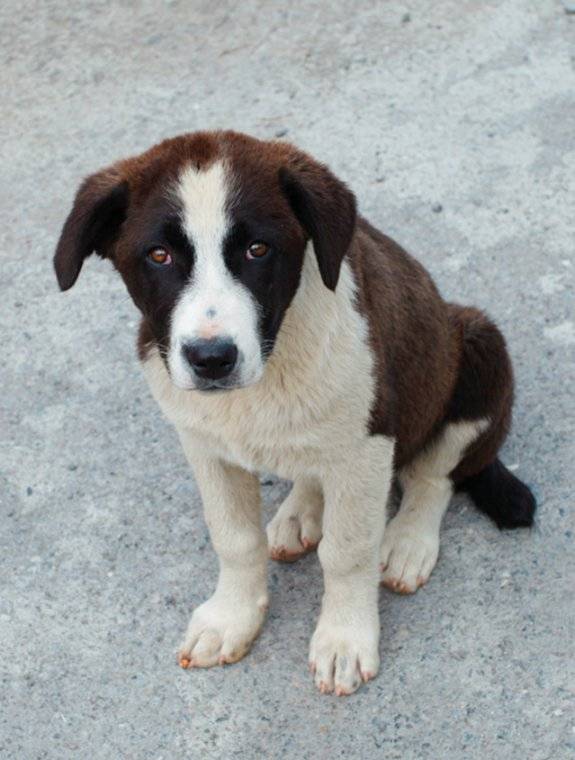 현행 동물보호법 제46조 3항은 동물보호센터에서 보호 중이던 유기동물을 인도적 처리(안락사)해 사체가 발생한 경우 폐기물관리법에 따라 처리하거나 동물장묘시설에서 처리하도록 규정하고 있다. GETTYIMAGES