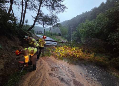 ◇16일 원주시 신림면 나무 전도 현장. 사진=강원특별자치도소방본부 제공