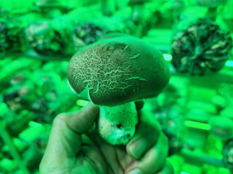 송이 향이 나는 저온 표고버섯 ‘은화고’.