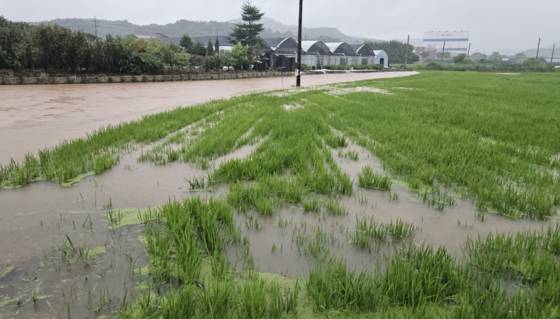 폭우가 쏟아진 17일 오전 세종시 전의면 원성리 하천이 범람하면서 인근 농경지가 물에 잠긴 모습. 〈사진=연합뉴스〉