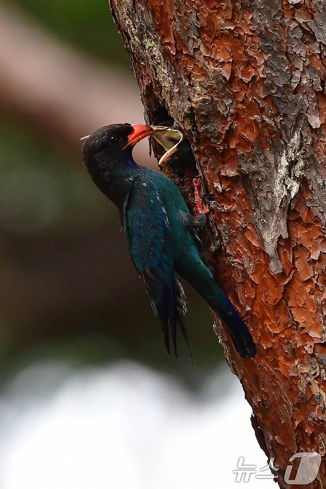 18일 경북 경주시 안강읍 흥덕왕릉 숲 소나무에 둥지를 튼 파랑새가 유조들에게 먹잇감을 물어다 주고 있다. 2025.7.18/뉴스1 ⓒ News1 최창호 기자