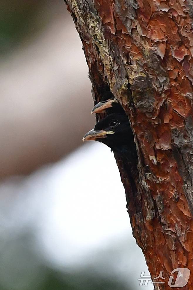 18일 경북 경주시 안강읍 흥덕왕릉 숲 소나무에 둥지를 튼 파랑새 유조들이 밖을 내다보고 있다. 2025.7.18/뉴스1 ⓒ News1 최창호 기자