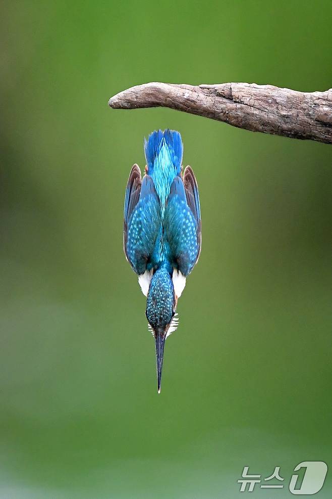 여름새인 물총새가 15일 오후 경북 포항시 북구 흥해읍 냇가에서 물고기 사냥에 한창이다. 2025.7.15/뉴스1 ⓒ News1 최창호 기자