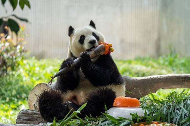 17일 중국 남서부 쓰촨성 워롱 선슈핑 기지에서 자이언트 팬더 푸바오가 대나무를 먹고 있다. 신화 연합뉴스