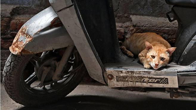 인도에는 학대에 취약한 수백 만 마리의 길고양이와 떠돌이개가 있다