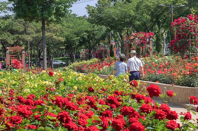 대구 서구 그린웨이 장미원 사이로 시민들이 산책을 즐기고 있다.