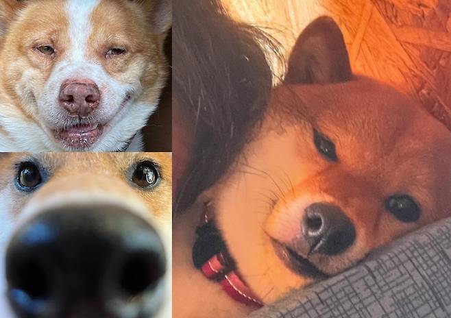 고급 외제차 페라리를 팔아 보호소 부지를 마련한 사이토 히로타카 씨는 현재 경트럭을 몰며 유기동물 돌봄에 전념하고 있다. 사진은 완즈프리(Wansfree) 보호소에서 보호 중인 동물들과, 운영자 사이토 사이토 씨의 모습. (@wansfree)