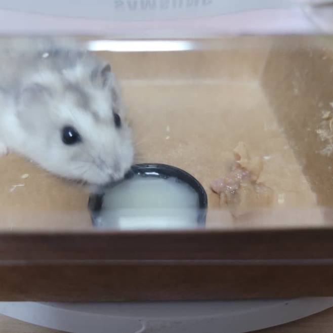 1000143985.jpg 의외로 동물계 주량 원탑 생물.