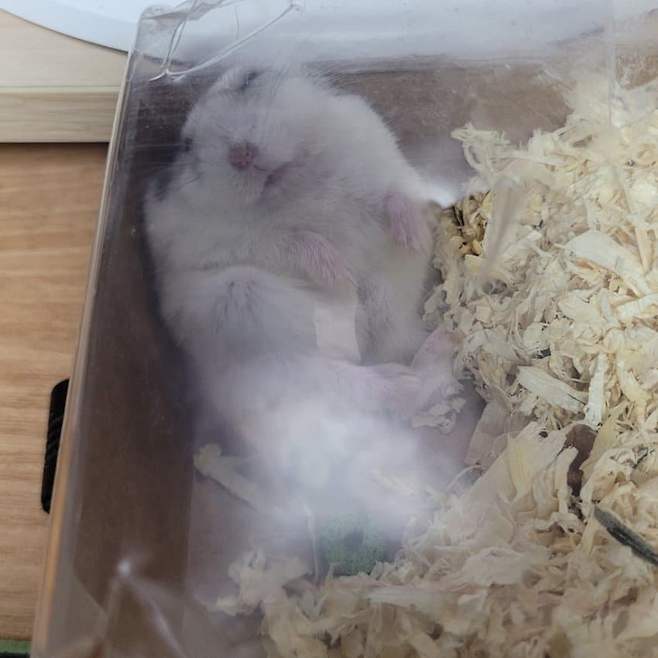 1000143987.jpg 의외로 동물계 주량 원탑 생물.