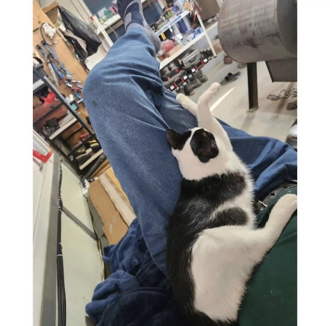 image.png 아빠 사무실에서 키우는 고양이