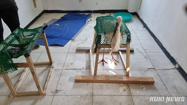 재활 중인 황새 모습.