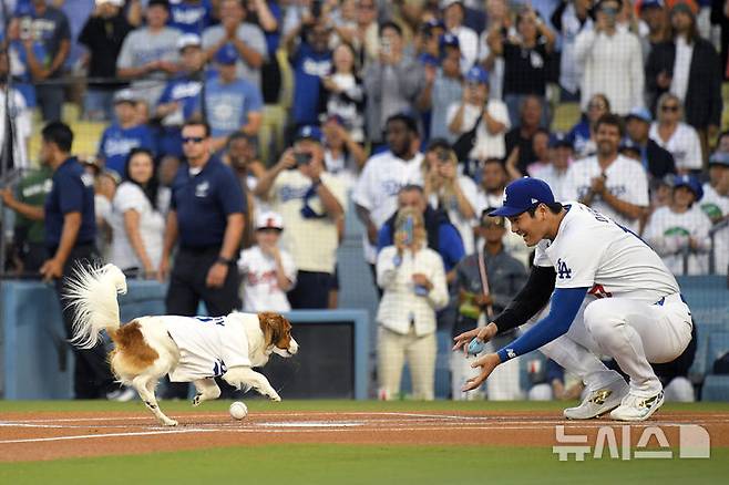 [로스앤젤레스=AP/뉴시스] LA 다저스 오타니 쇼헤이의 반려견 디코이가 지난해 8월29일(현지시각) 미국 캘리포니아주 LA 다저 스타디움에서 열린 볼티모어 오리올스와의 홈경기에서 시구를 하고 있다. 2024.08.30.