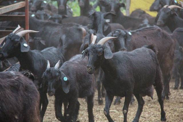 전북의 한 농가가 사육 중인 재래 흑염소 .