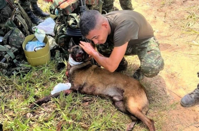 콜롬비아군 폭발물 탐지견 삼손이. 콜롬비아 군 SNS