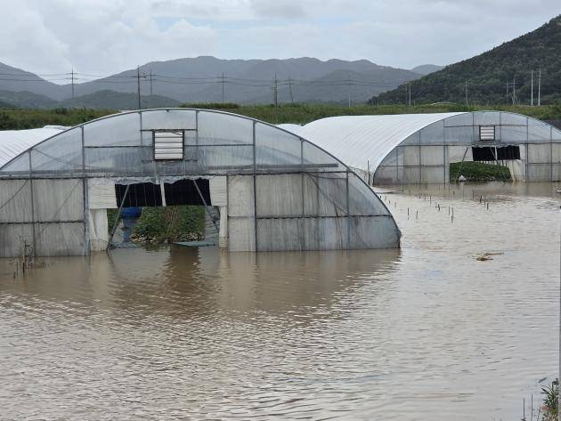19일 오후 전남 영광군 군서면 비닐하우스가 폭우에 침수돼 있다. 영광군 농업기술센터는 이날 벼·딸기 등 농작물 피해를 점검했다. <영광군 제공>