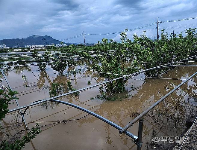 나주시 금천면 오강리에서 배 농가를 운영 중인 신현주(63)씨의 나무가 폭우로 인해 빗물에 잠긴 모습. 신씨 제공