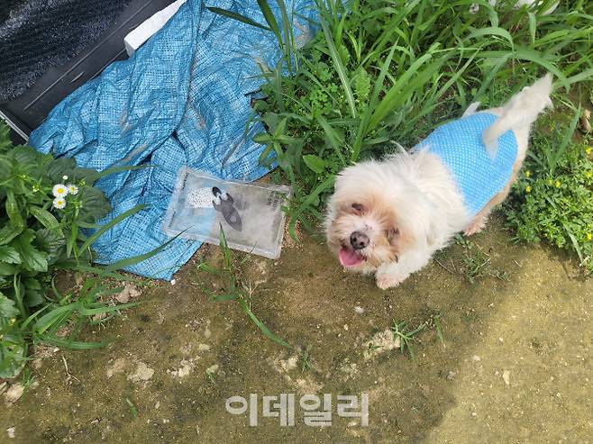 사진 속 개는 첫 번째 주인에게 버려져 보호소로 왔지만 두 번째 주인이 임신을 하면서 다시 한 번 버려지게 됐다. 이후 산수천에 들어와 지내고 있다. (사진=박지애 기자)