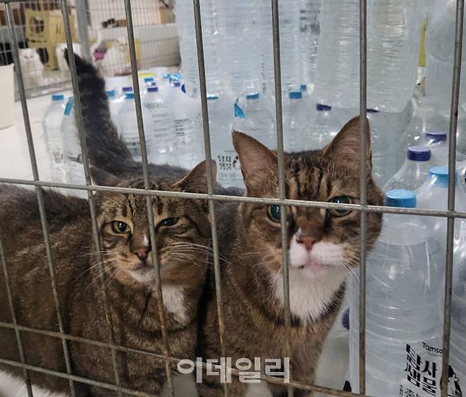 고양이 견사 입구에서 고양이 두 마리가 나와 반겨주고 있다. (사진=박지애 기자)