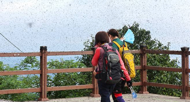 지난달 30일 오전 인천 계양구 계양산 정상이 러브버그들로 뒤덮여 등산객들이 불편을 겪고 있다. /연합뉴스