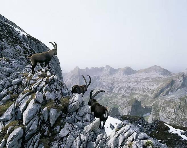 가파른 바위산에 서 있는 알파인 아이벡스들. 사진 출처 스위스관광청