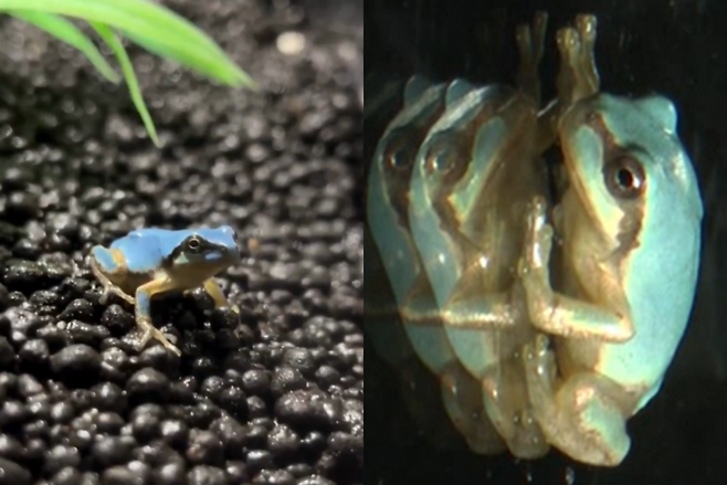 일본 이와테현에서 발견된 하늘색 청개구리. 사진=TV아사히/모구란피아 엑스 캡처