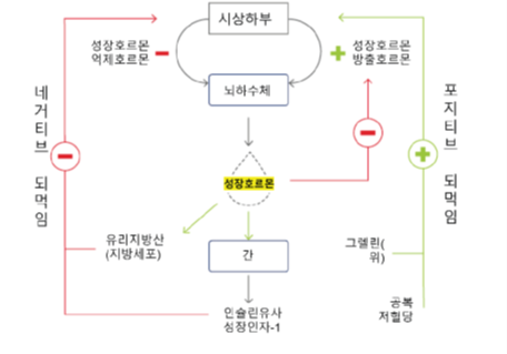 꼬르륵 소리가 들리면 성장호르몬이 춤추고 있다는 신호