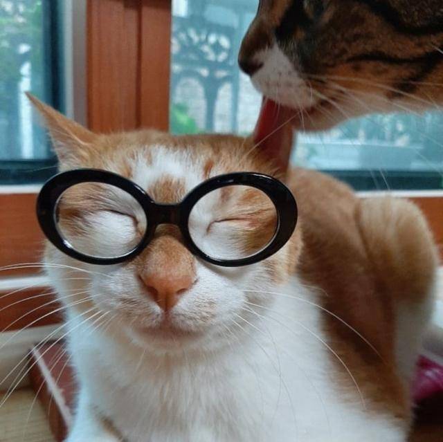 완벽하게 적응해 둥이의 그루밍을 돕는 도리. instagram@realstraykids