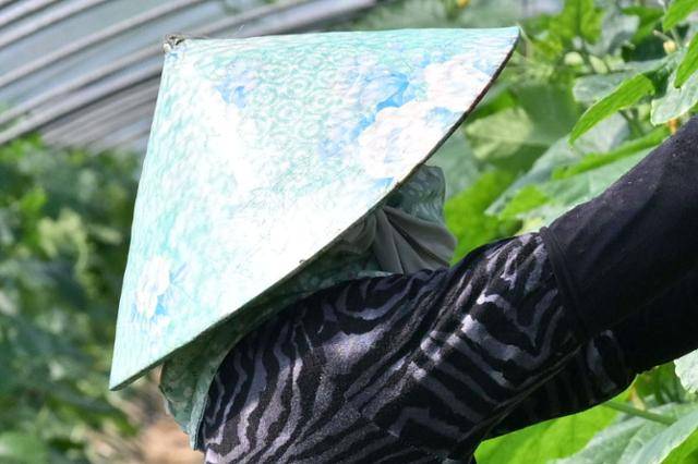 지난 9일 오후 경기 포천시의 한 애호박 농장에서 베트남 이주노동자가 뜨거운 햇볕으로부터 얼굴을 가리기 위해 전통모자를 쓴 채 노동을 하고 있다. 포천=최주연 기자