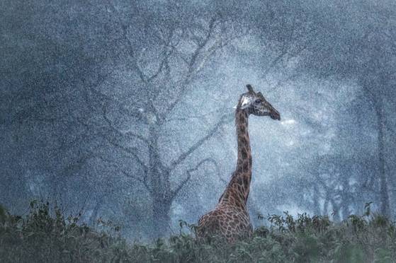 Rothschild’s giraffe, Nakuruk, Kenya, 2023. ⓒMarco Gaiotti