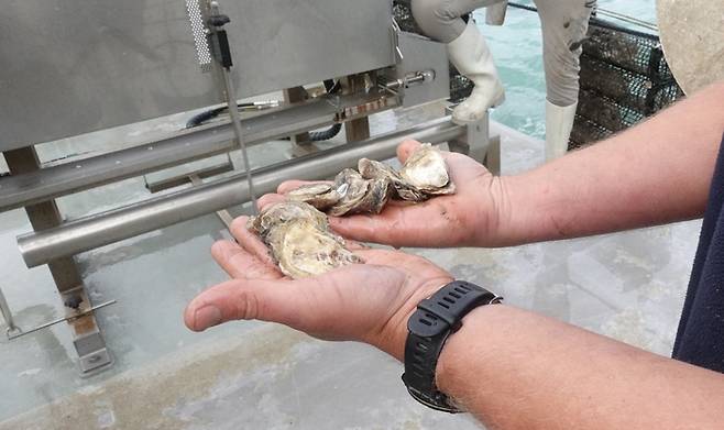 블루하비스트 직원이 작업선에서 들어올린 굴 통 안에서 꺼낸 굴 껍질을 벗긴 뒤 그 안의 싱싱한 굴을 보여주고 있다.
