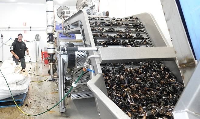블루하비스트가 운영하는 홍합 가공공장에서 갓 수확한 홍합을 세척하고 있다.